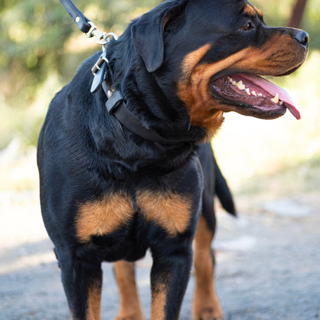 Agitation Leather Dog Collar