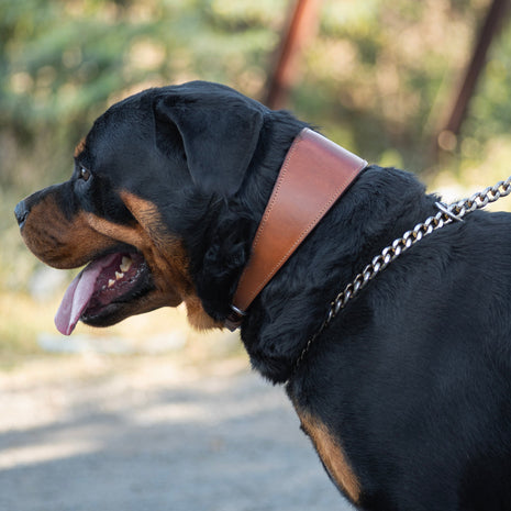 Oval Leather Dog Collar - Tan